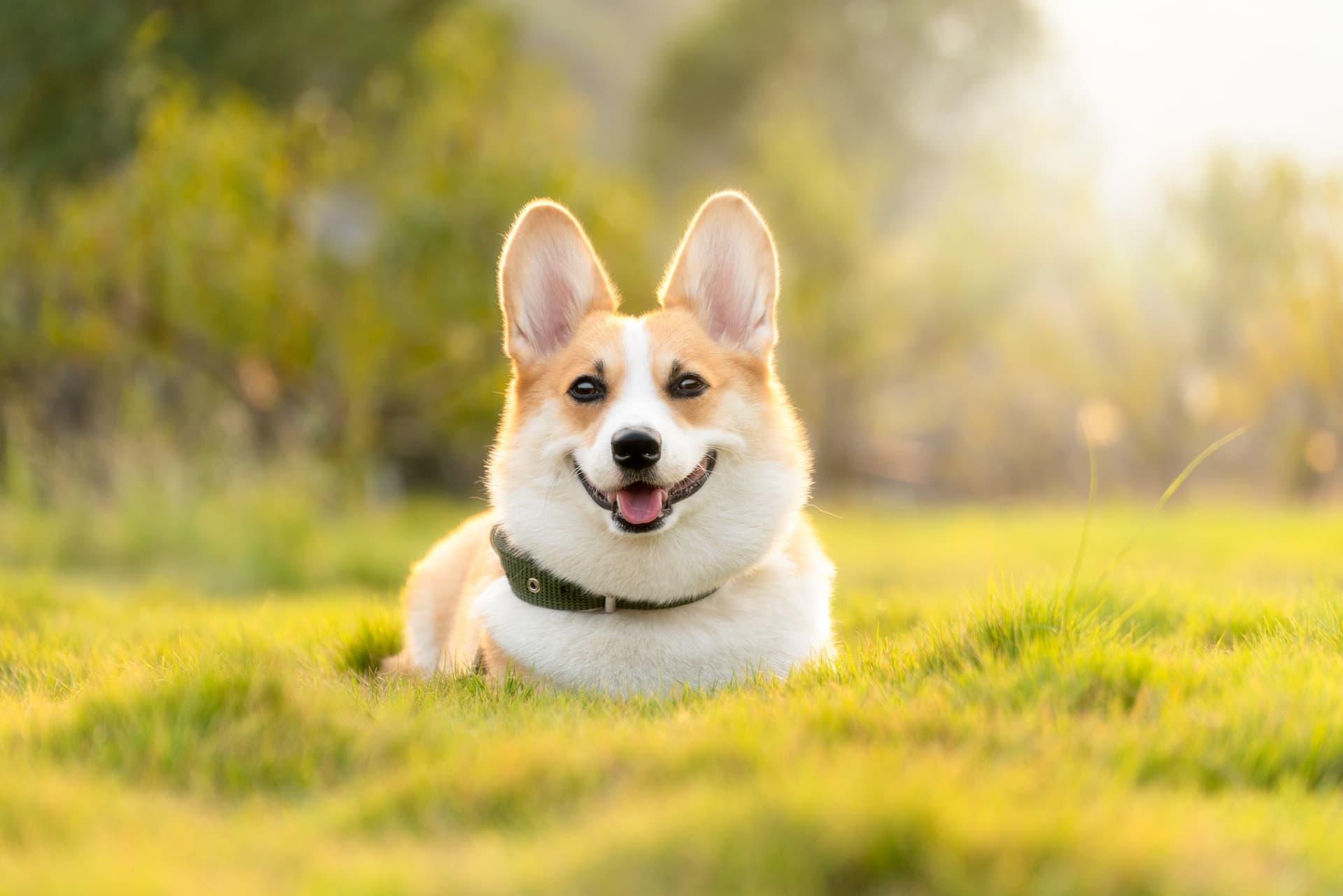 Korean pet product manufacturing — premium quality and export logistics